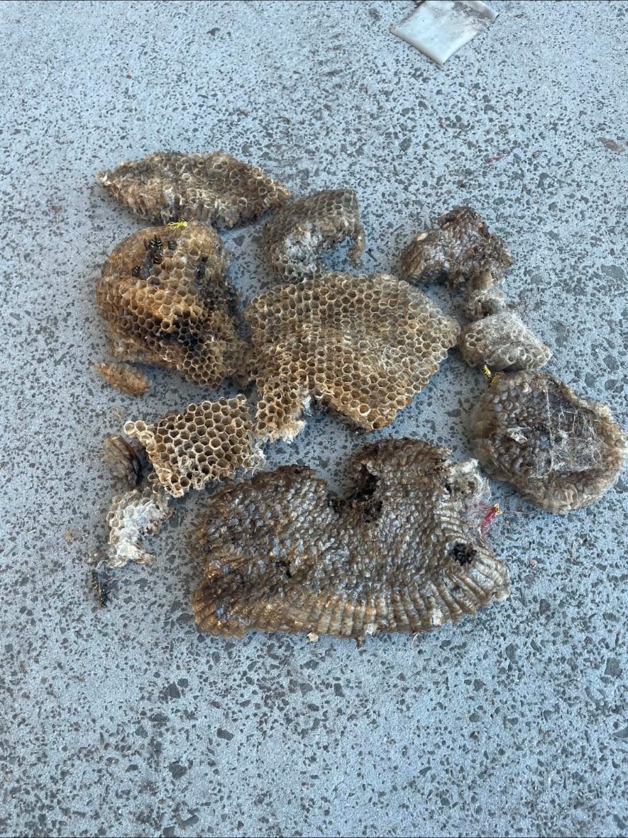 Multiple wasp nests removed and laid out on a driveway after removal