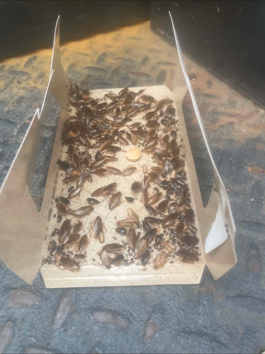 Cockroach trap full of cockroaches collected after a commercial treatment