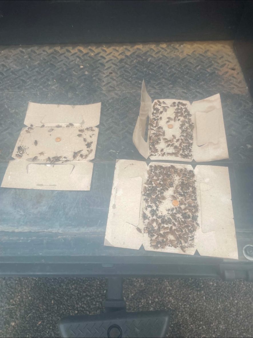 Cockroach monitoring traps filled after a completed treatment on the South Coast