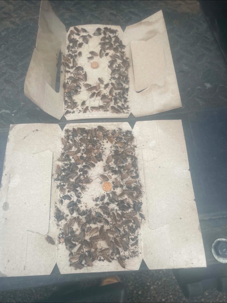 Two cockroach glue traps heavily loaded with German cockroaches